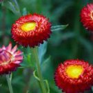 30 PCS Seeds Rare Fire Red Helichrysum Strawflower Annual Flower with golden eye 30 PCS Seeds Rare Fire Red Helichrysum Strawflower Annual Flower with golden eye