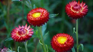30 PCS Seeds Rare Fire Red Helichrysum Strawflower Annual Flower with golden eye