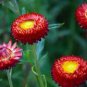 30 PCS Seeds Rare Fire Red Helichrysum Strawflower Annual Flower with golden eye