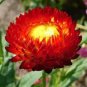30 PCS Seeds Rare Fire Red Helichrysum Strawflower Annual Flower with golden eye