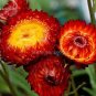 30 PCS Seeds Rare Fire Red Helichrysum Strawflower Annual Flower with golden eye