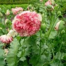 100 PCS Seeds Rare Flemish Antique Corn Poppy Flowers 100 PCS Seeds Rare Flemish Antique Corn Poppy Flowers