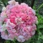 100 PCS Seeds Rare Flemish Antique Corn Poppy Flowers