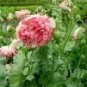 100 PCS Seeds Rare Flemish Antique Corn Poppy Flowers