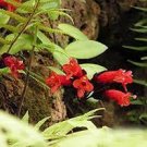 100 PCS Seeds Rare Flower Lipstick 100 PCS Seeds Rare Flower Lipstick