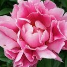 5 PCS Seeds Rare Flower King Pink Red Peony Seedling