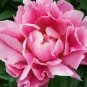 5 PCS Seeds Rare Flower King Pink Red Peony Seedling