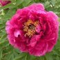 5 PCS Seeds Rare Flower King Pink Red Peony Seedling