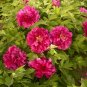 5 PCS Seeds Rare Flower King Pink Red Peony Seedling