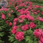 5 PCS Seeds Rare Flower King Pink Red Peony Seedling