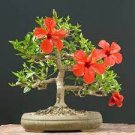 100 PCS Seeds Rare Flower Lipstick Flower Garden Plants Bonsai Plants Potted