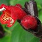 100 PCS Seeds Rare Flower Lipstick Flower Garden Plants Bonsai Plants Potted