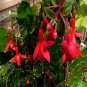 100 PCS Seeds Rare Flower Lipstick Flower Garden Plants Bonsai Plants Potted