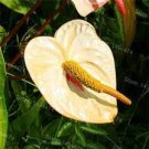 100 PCS Seeds Rare Flower Plant Anthurium Bonsai Balcony Potted Plant