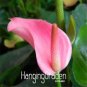 100 PCS Seeds Rare Flower Plant Anthurium Bonsai Balcony Potted Plant
