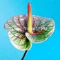 100 PCS Seeds Rare Flower Plant Anthurium Bonsai Balcony Potted Plant