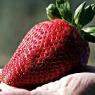 100 PCS Seeds Rare Fragaria Ananassa Huge Strawberry Fruits 100 PCS Seeds Rare Fragaria Ananassa Huge Strawberry Fruits