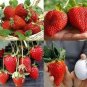 100 PCS Seeds Rare Fragaria Ananassa Huge Strawberry Fruits