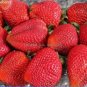 100 PCS Seeds Rare Fragaria Ananassa Huge Strawberry Fruits