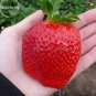 100 PCS Seeds Rare Fragaria Ananassa Huge Strawberry Fruits