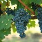 15 PCS Seeds Rare French Cabernet Sauvignon Grape Bush Organic