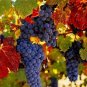 15 PCS Seeds Rare French Cabernet Sauvignon Grape Bush Organic