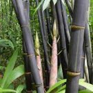 100 PCS Seeds Rare Fresh Java Black bamboo seeds Gigantochloa artroviolacea 100 PCS Seeds Rare Fresh Java Black bamboo seeds Gigantochloa artroviolacea