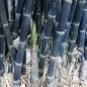 100 PCS Seeds Rare Fresh Java Black bamboo seeds Gigantochloa artroviolacea