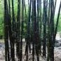 100 PCS Seeds Rare Fresh Java Black bamboo seeds Gigantochloa artroviolacea