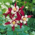 100 PCS Seeds Rare Garden Columbine Aquilegia Mixed Perennial Flowers 100 PCS Seeds Rare Garden Columbine Aquilegia Mixed Perennial Flowers