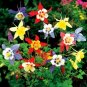 100 PCS Seeds Rare Garden Columbine Aquilegia Mixed Perennial Flowers