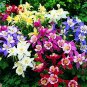100 PCS Seeds Rare Garden Columbine Aquilegia Mixed Perennial Flowers