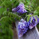 150 PCS Seeds Rare Garden Creeper Vines Grass Mixed Foliage Flower Bonsai 150 PCS Seeds Rare Garden Creeper Vines Grass Mixed Foliage Flower Bonsai