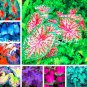 150 PCS Seeds Rare Garden Creeper Vines Grass Mixed Foliage Flower Bonsai