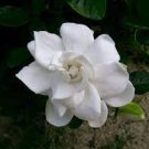 5 PCS Seeds Rare Gardenia Bonsai (Cape Jasmine) Amazing Smell & Beautiful Flower 5 PCS Seeds Rare Gardenia Bonsai (Cape Jasmine) Amazing Smell & Beautiful Flower