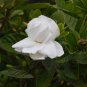 5 PCS Seeds Rare Gardenia Bonsai (Cape Jasmine) Amazing Smell & Beautiful Flower