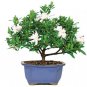 5 PCS Seeds Rare Gardenia Bonsai (Cape Jasmine) Amazing Smell & Beautiful Flower