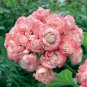20 PCS Seeds Rare Geranium Bonsai Apple Blossom Rosebud Pelargonium Hortorum
