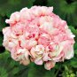 20 PCS Seeds Rare Geranium Bonsai Apple Blossom Rosebud Pelargonium Hortorum