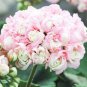 20 PCS Seeds Rare Geranium Bonsai Apple Blossom Rosebud Pelargonium Hortorum