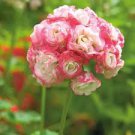 20 PCS Seeds Rare Geranium Bonsai Apple Blossom Rosebud Pelargonium Hortorum Perennial Flower
