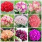 20 PCS Seeds Rare Geranium Bonsai Apple Blossom Rosebud Pelargonium Hortorum Perennial Flower