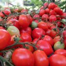 30 PCS Seeds Rare Geranium Kiss Tomato