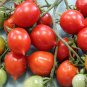 30 PCS Seeds Rare Geranium Kiss Tomato