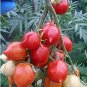 30 PCS Seeds Rare Geranium Kiss Tomato