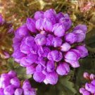 10 PCS Seeds Rare Geranium Seeds Purple Tulip Pelargonium Bonsai Potted Plant