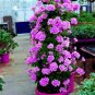 10 PCS Seeds Rare Geranium Seeds Purple Tulip Pelargonium Bonsai Potted Plant