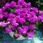 10 PCS Seeds Rare Geranium Seeds Purple Tulip Pelargonium Bonsai Potted Plant