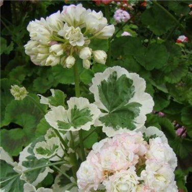20 PCS Seeds Rare Geranium Bonsai Apple Blossom Rosebud Pelargonium Hortorum Perennial Flower