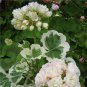 20 PCS Seeds Rare Geranium Bonsai Apple Blossom Rosebud Pelargonium Hortorum Perennial Flower